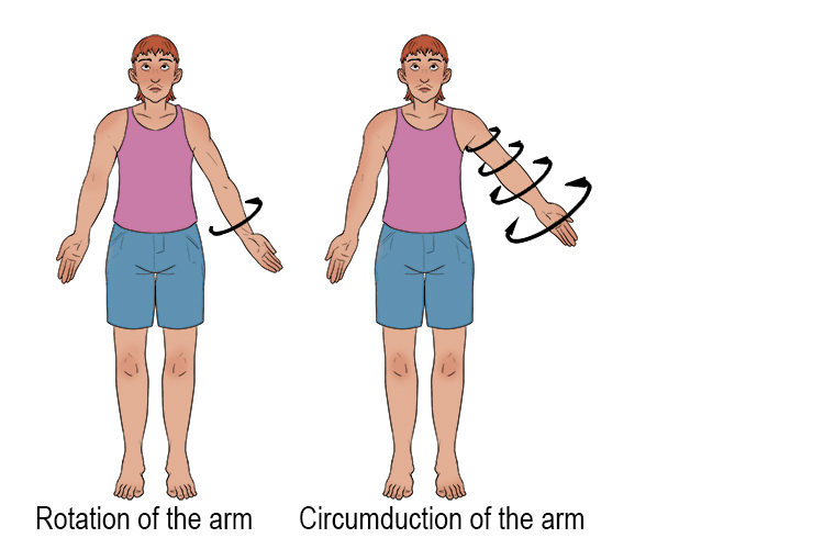 Using your one arm should remind you of all the six main types of joint movements.